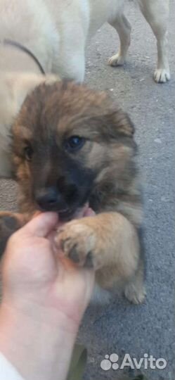 Собаки бесплатно в добрые руки щенок