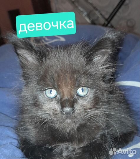Котята Мейн-кун