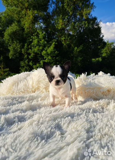 Мини эксклюзивчик