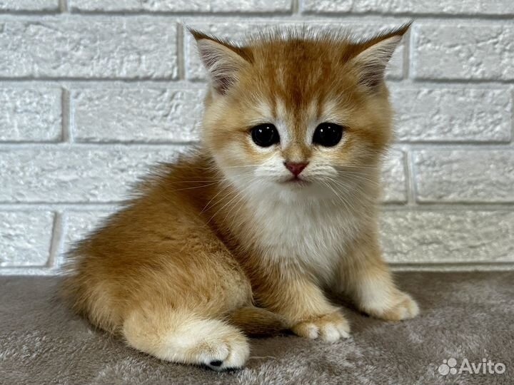 Шотландская золотая шиншилла мальчик ny 12