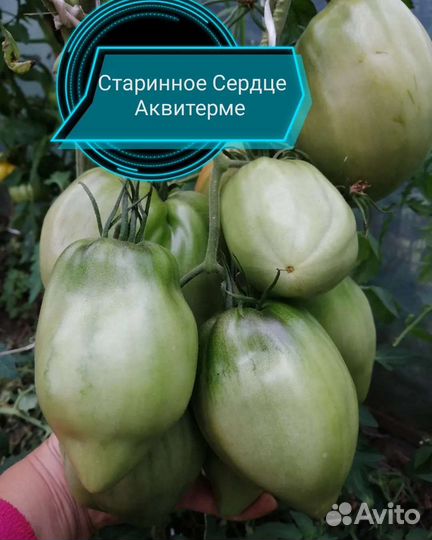 Семена сортовых урожайный томатов