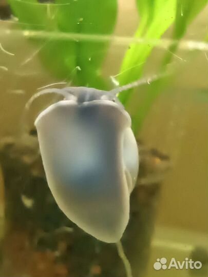 Улитки ампулярии голубые