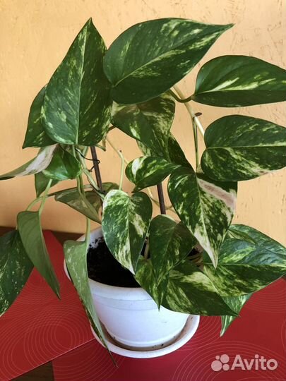 Комнатные цветы