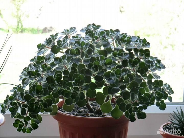 Аихризон дерево любви