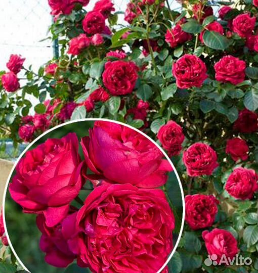 Роза плетистая