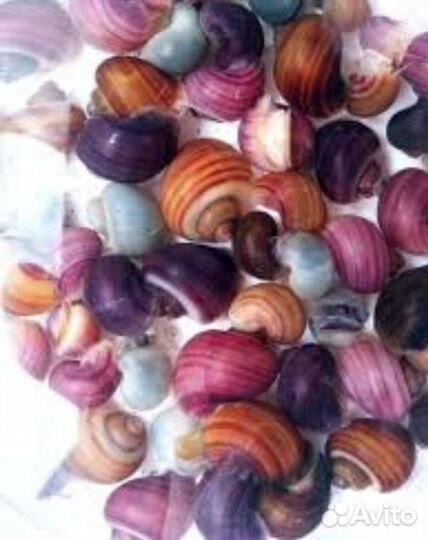 Ампулярии цветные, растения