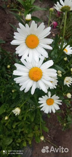 Ромашка садовая