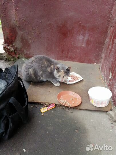 Ласковая кошечка в добрые руки