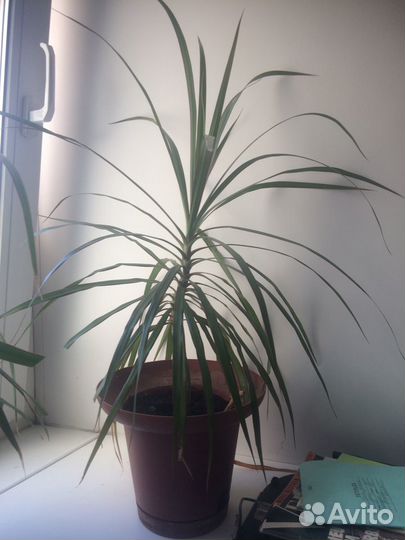 Комнатные растения