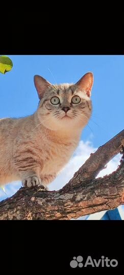 Кот на вязку