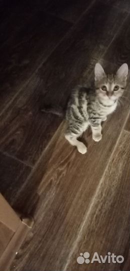 Курильский бобтейл