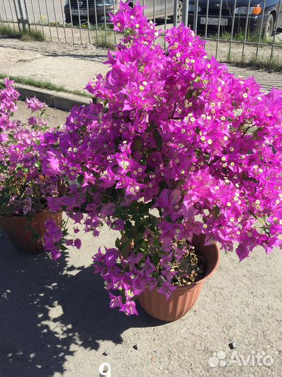 Бугенвиллея