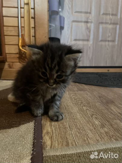 Котятки в добрые руки