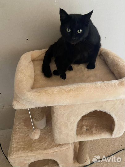 Отдадим кошку в добрые руки