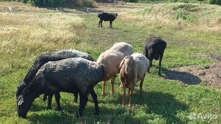 Бараны эдельбай