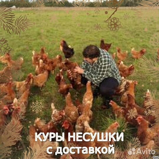 Курочки с доставкой в адрес