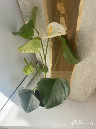 Антуриум Монтана