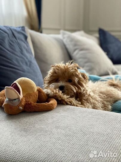 Мальтипу ф1 шикарный мальчик капучино карамель