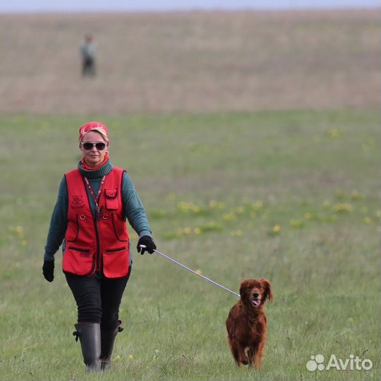 Натаска легавых собак