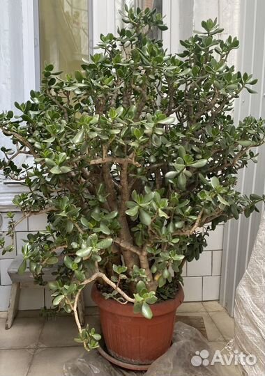 Крассула толстянка