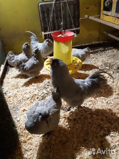 Куры.Инкубационное яйцо, Цыплята