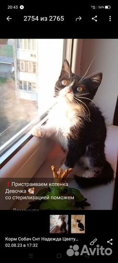 Котята 2 мес в дар