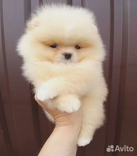 Мини(1.5 кг) девочка