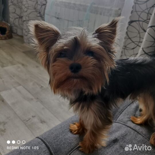 Йоркширский терьер