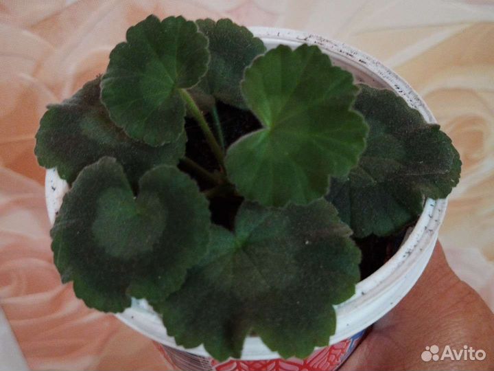 Пеларгония