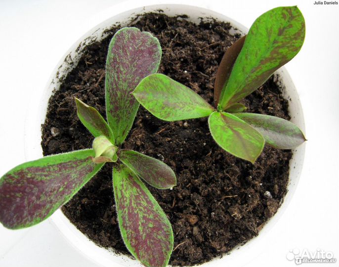 Синадениум, Маммиллярия