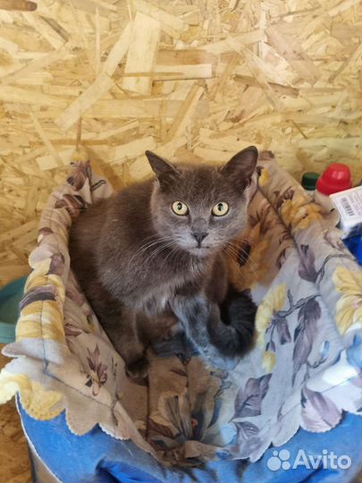 Русская голубая кошка