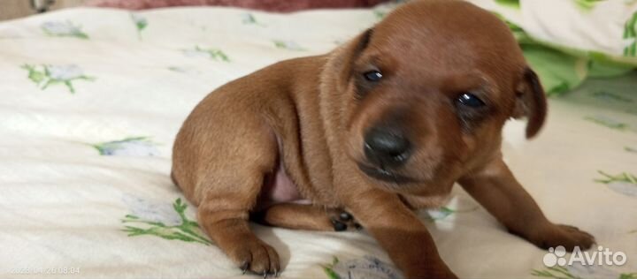 Цверг пинчер