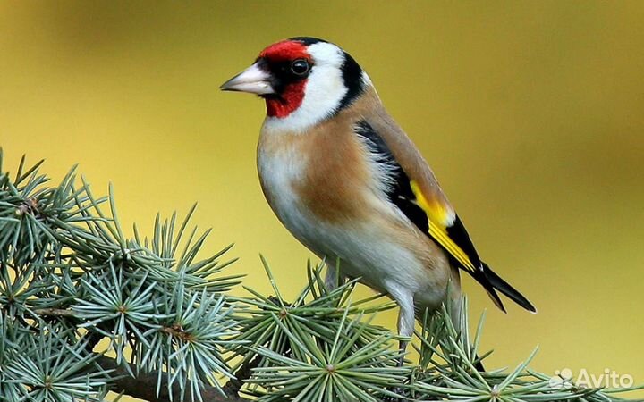 Певчие лесные птицы