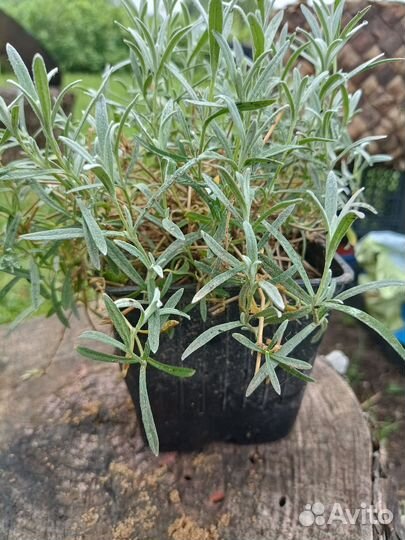 Кактусы редкие зимующие