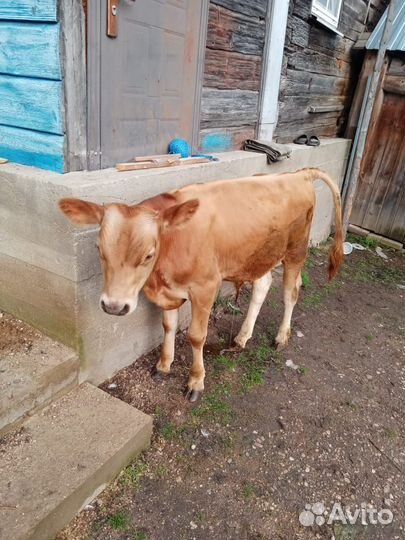 Продам быка Джерси