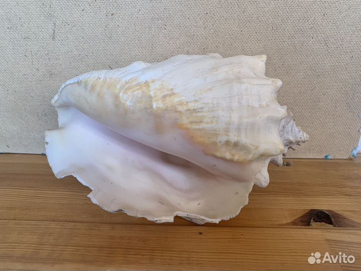 Ракушка морская большая