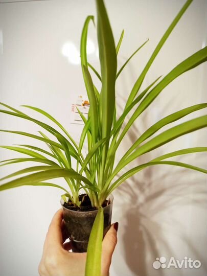 Хлорофитум