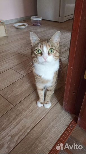 Кошки в добрые руки