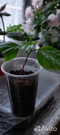 Гибискус- китайская роза