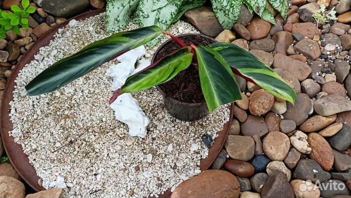 Строманта, Замиокулькос, Бегония королевская