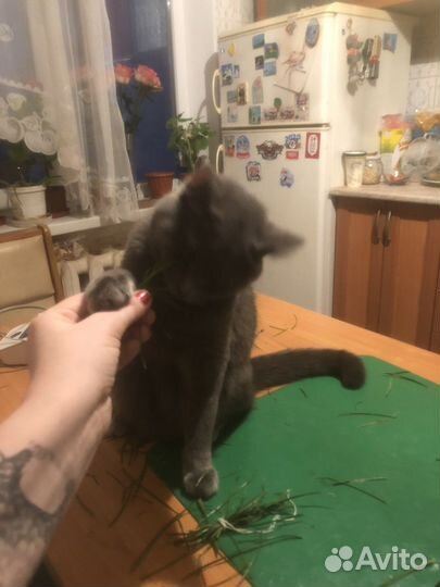 Русская голубая кошка нужен мужик