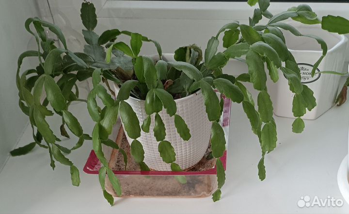 Цветок декабрист