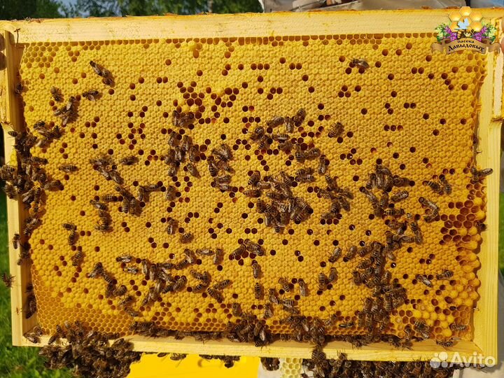 Бакфаст в наличии