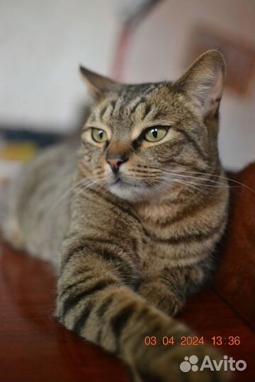 Барсик в добрые руки