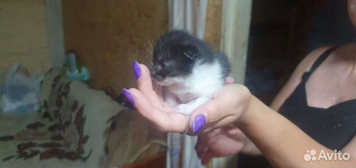 Котенок в дар бесплатно