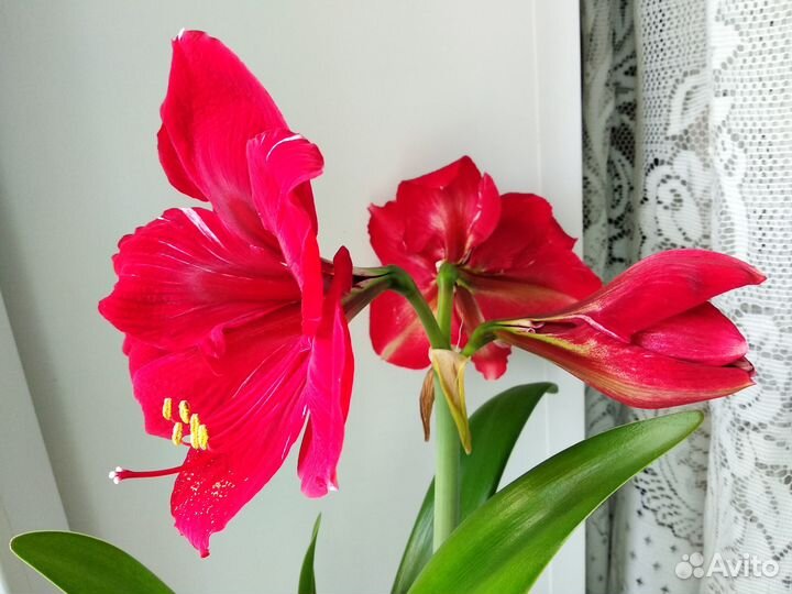 Гиппеаструм