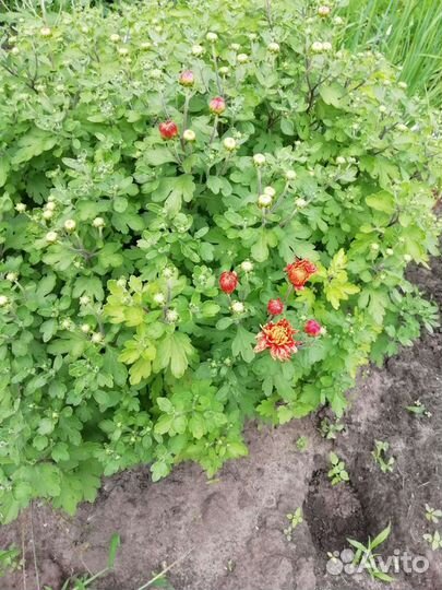 Хризантема