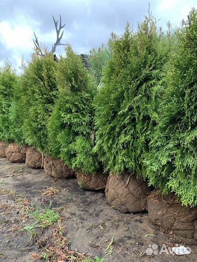 Туя колонновидная смарагд. 2-3 метра
