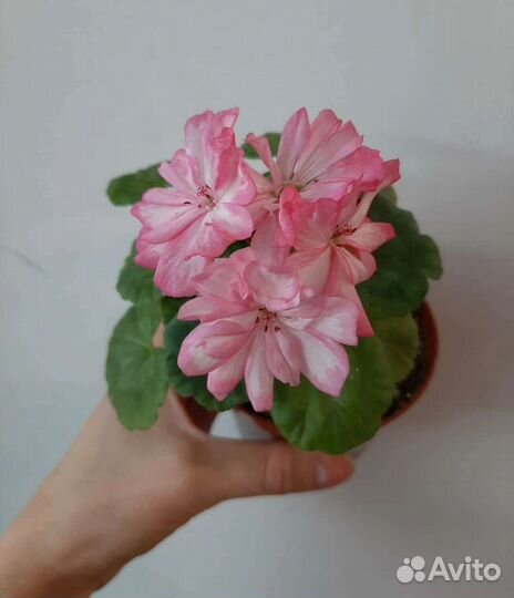 Пеларгония герань Deacon Lilac mist