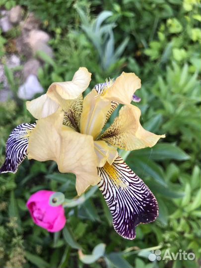 Ирисы бородатые сортовые